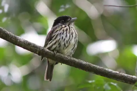 African Broadbill