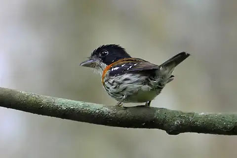 Rufous-sided Broadbill