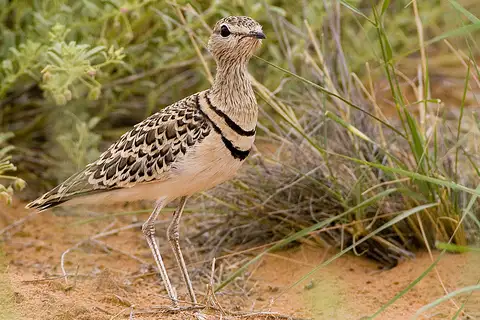 Double-banded Courser