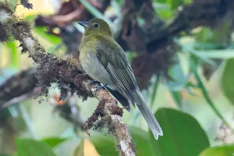 Grey-tailed Piha