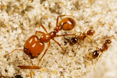 Tropical Fire Ant