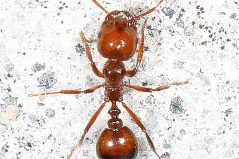 Red Imported Fire Ant