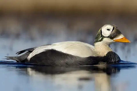 Spectacled Eider