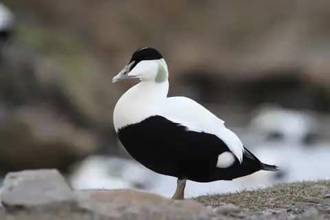 Common Eider