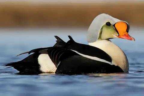 King Eider