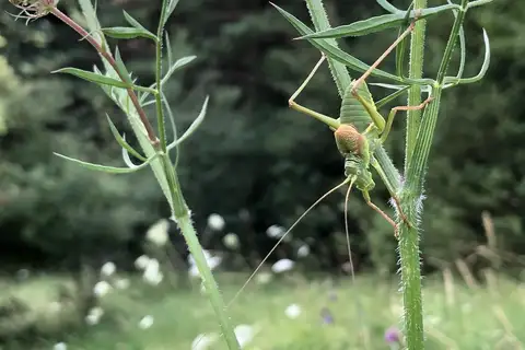 Sorapagus catalaunicus