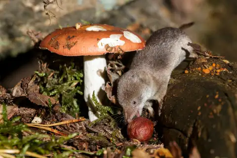 Common Shrew