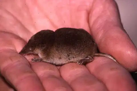 Crowned Shrew