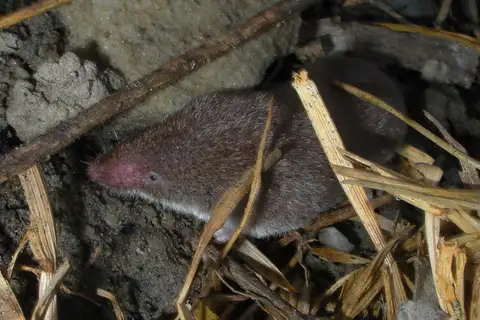American Pygmy Shrew