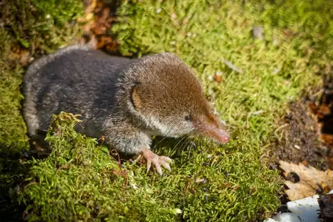 Eurasian Pygmy Shrew