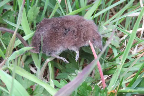 Pacific Shrew