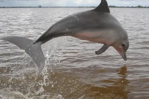 Guyana Dolphin