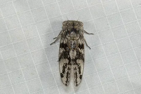 Mottled Broadwing Cicada