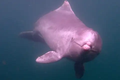 Australian Humpback Dolphin
