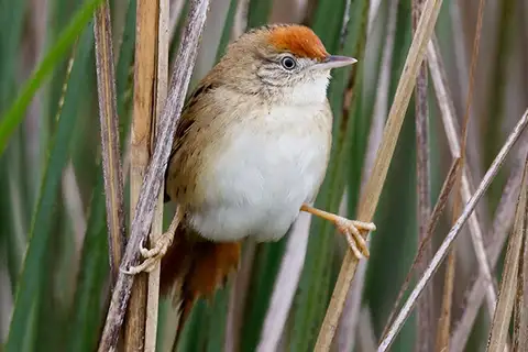 Bay-capped Wren-Spinetail