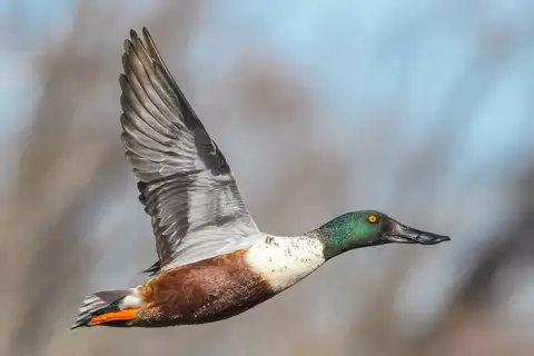 Northern Shoveler