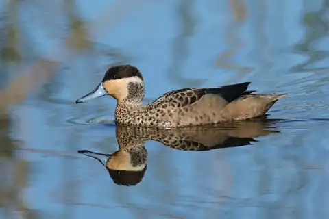 Blue-billed Teal