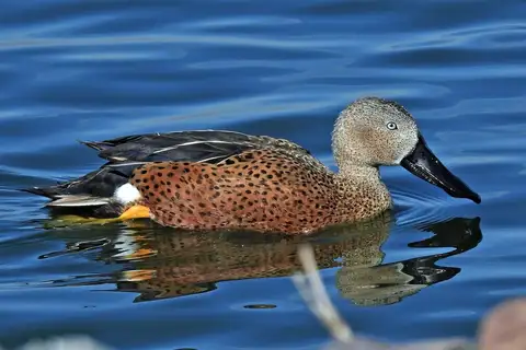 Red Shoveler