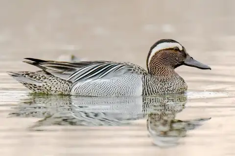Garganey