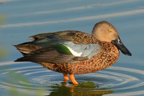 Cape Shoveler