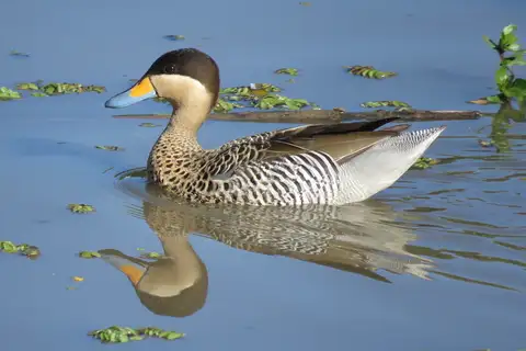 Silver Teal