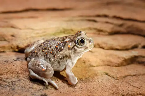 Plains Spadefoot