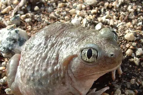 Western Spadefoot