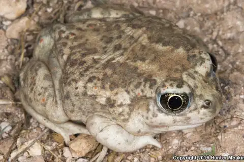 Great Basin Spadefoot