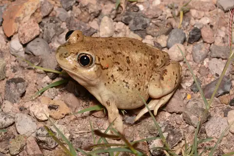 Mexican Spadefoot