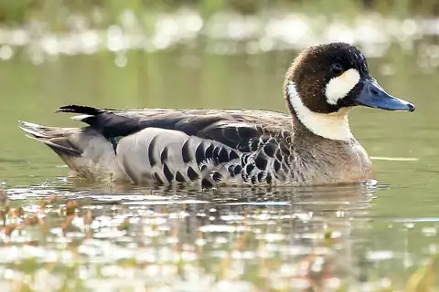Bronze-winged Duck