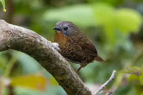 Rufous-throated Wren-Babbler