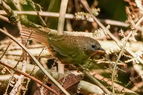 Tawny-breasted Wren-Babbler