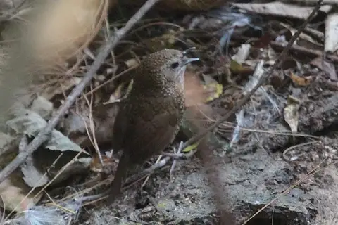 Chin Hills Wren-Babbler
