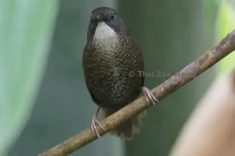 Grey-bellied Wren-Babbler