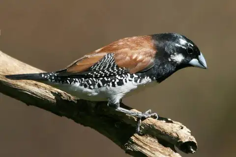 Black-and-white Mannikin