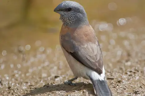 Grey-headed Silverbill