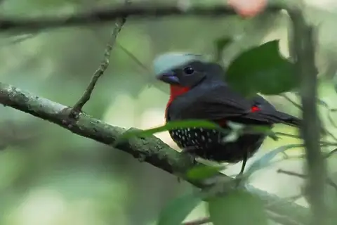 Grant's Bluebill