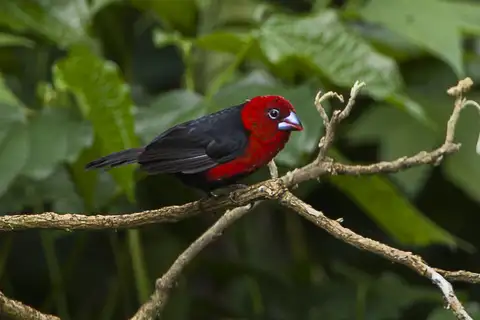 Red-headed Bluebill