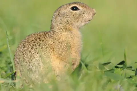 European Ground Squirrel
