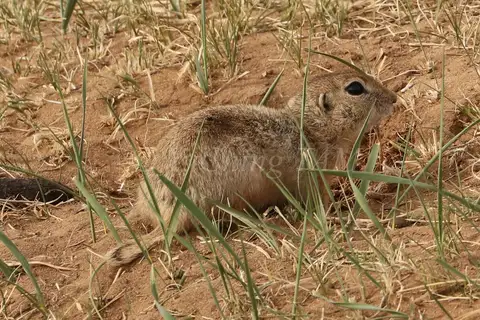 Daurian Ground Squirrel