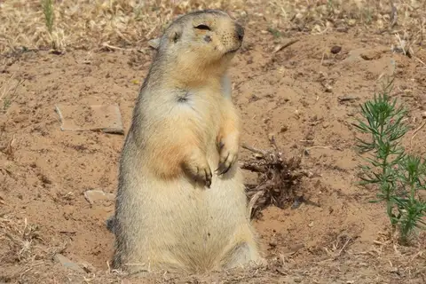 Yellow Ground Squirrel