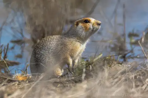 Russet Ground Squirrel