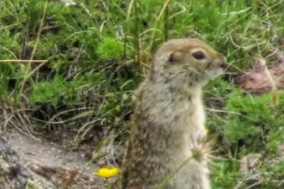 Caucasian Mountain Ground Squirrel