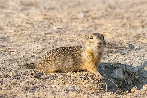 Speckled Ground Squirrel