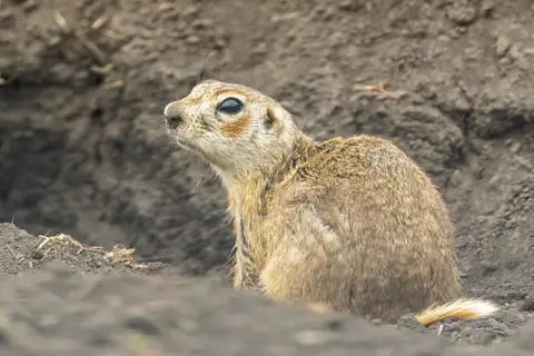 Vorontsov's Ground Squirrel