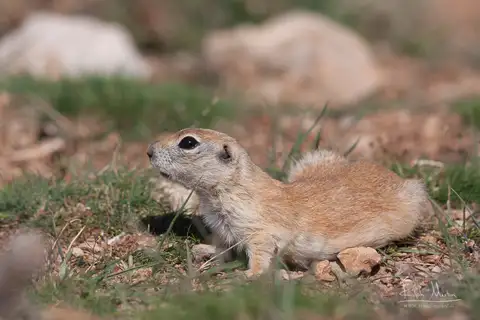 Asia Minor Ground Squirrel