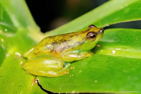Caramaschi's Hatchet-faced Tree Frog