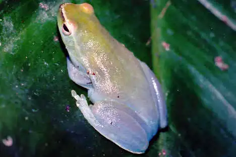 Greater Hatchet-faced Tree Frog