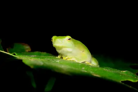 Rio Hatchet-faced Tree Frog