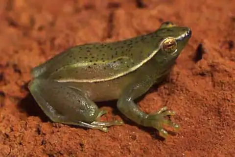 Cochran's Hatchet-faced Tree Frog